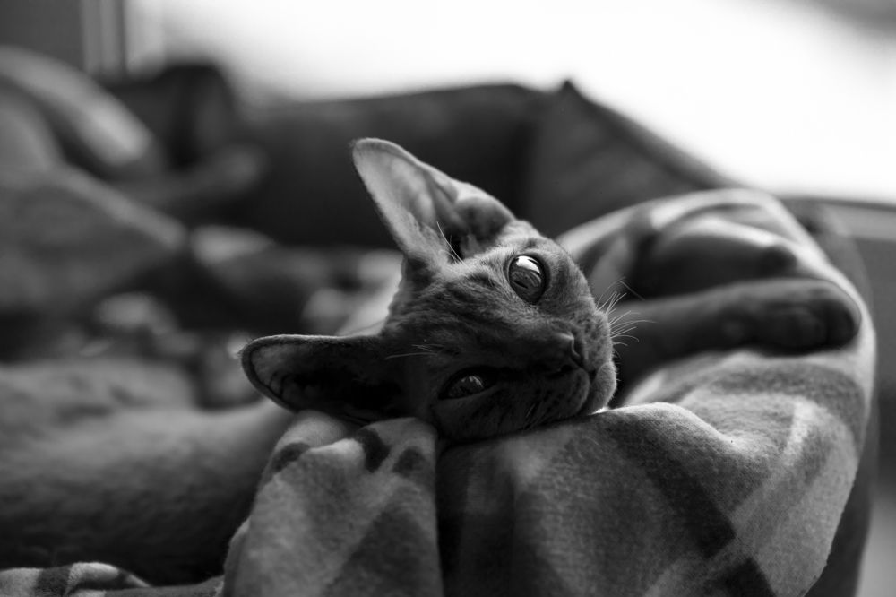 Photograph by Владимир Гвоздецкий