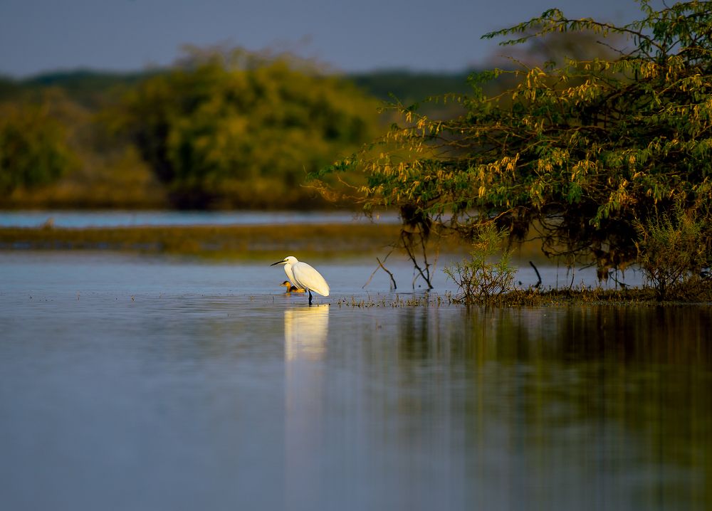 A Forest Bird Never wants a Cage
