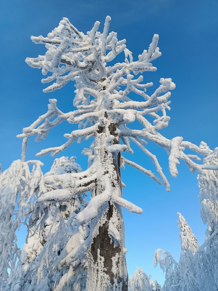 Зимний день