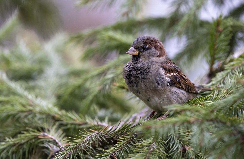 Photograph by Щепанов Дмитрий