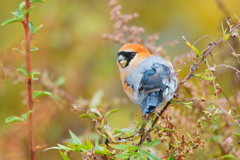 Red-headed bullfinch