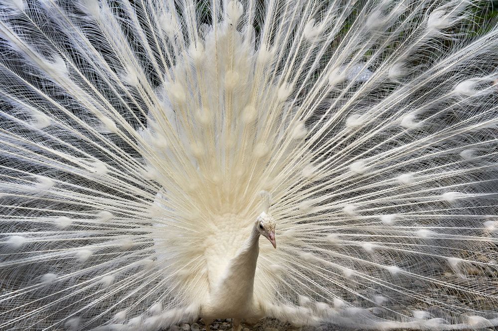 Фотография автора Сергей Низовцев