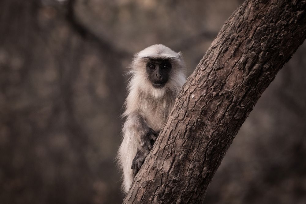 Inquisitive and Intelligent-A Striking Langur Portrait