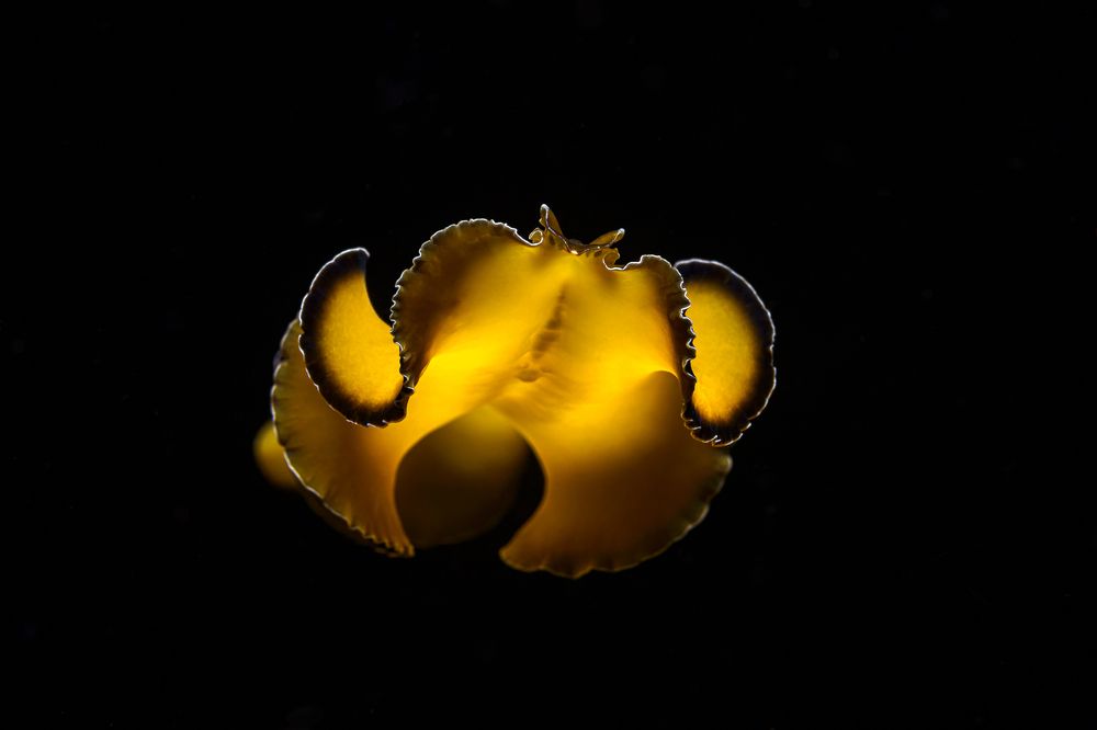 Photograph by Савин Андрей