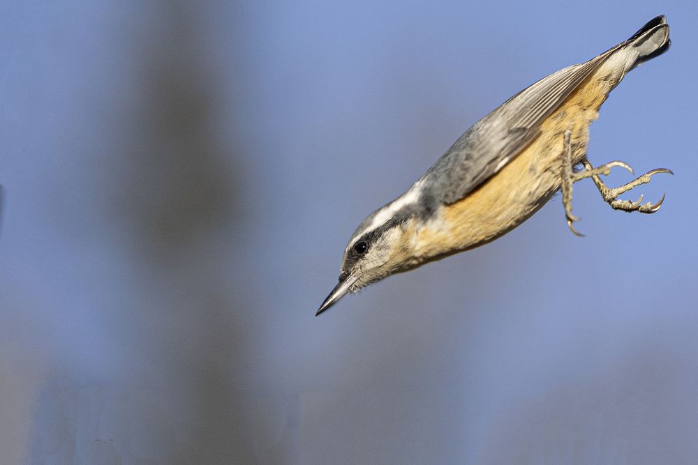red-breasted nuthatch