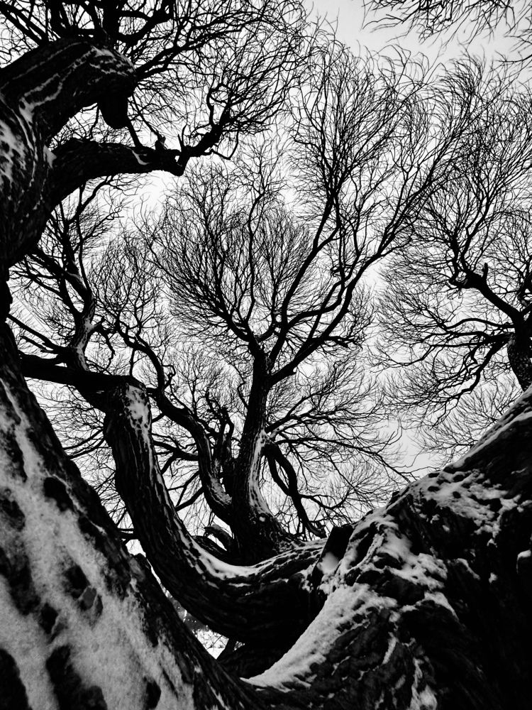 Заснеженный парк