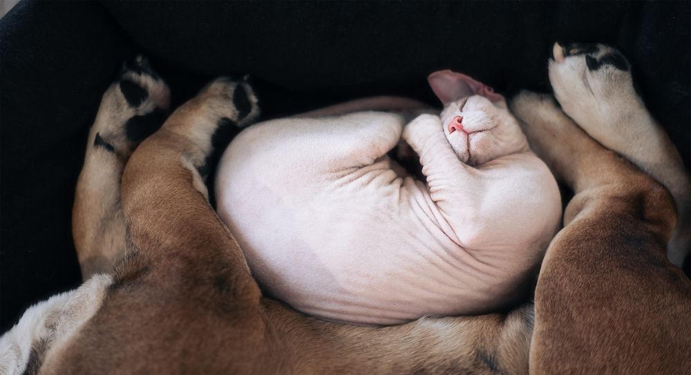 Фотография автора Артём Кошелев