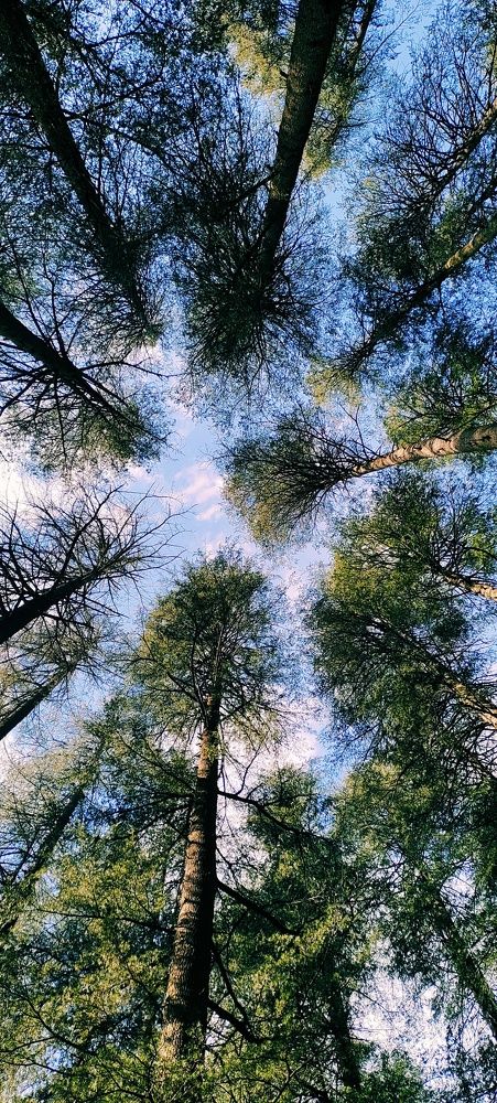When tree says is sky is limit?