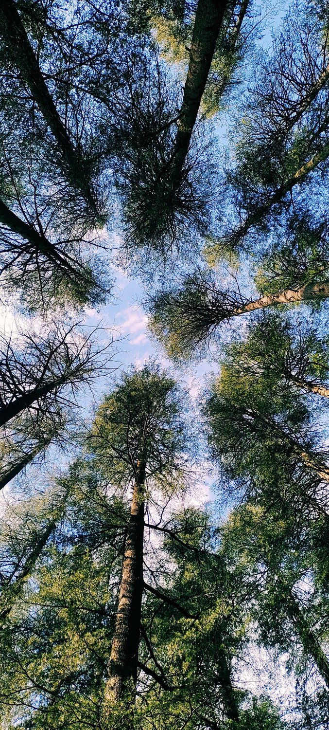 When tree says is sky is limit?