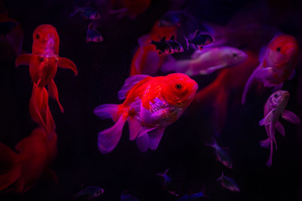 Photograph by Elena Mingazova