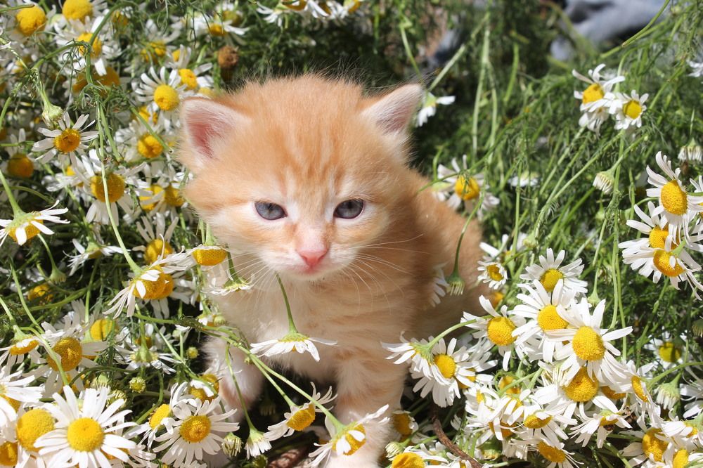 Коржик познает мир