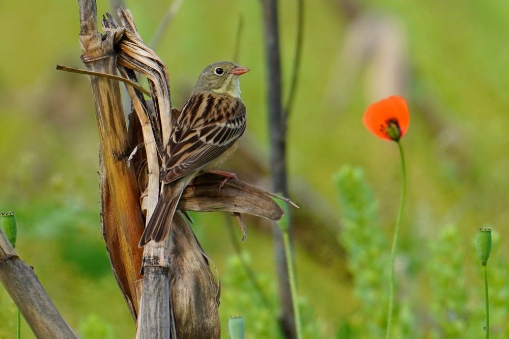 Садовая овсянка
