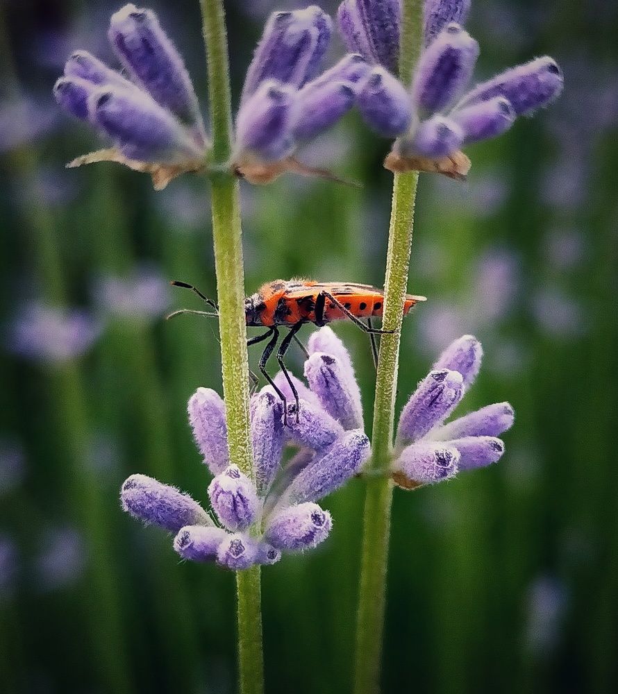 Photograph by Ольга Мартьянова