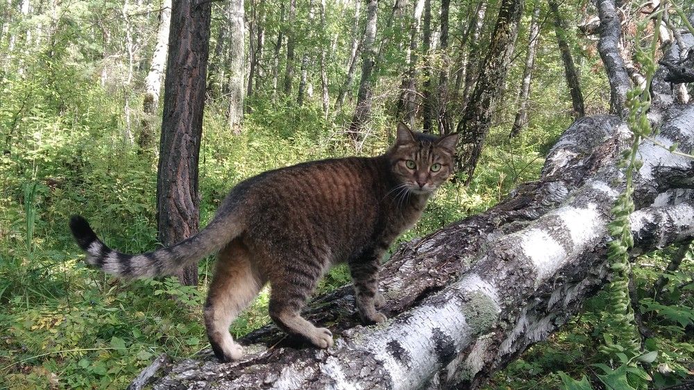 Photo #8804725
