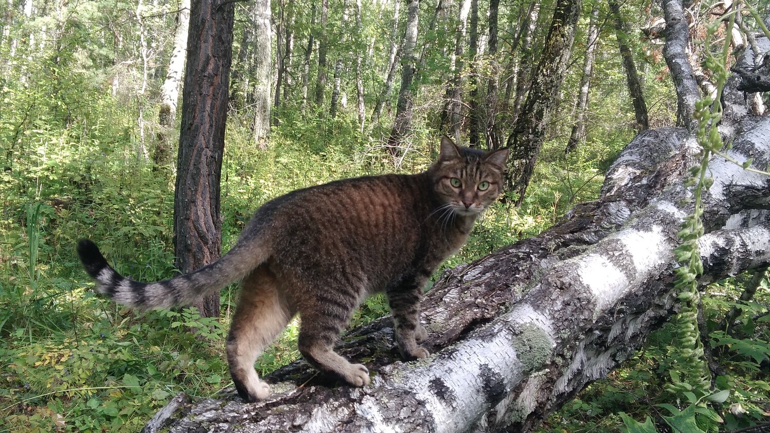 Photo #8804725