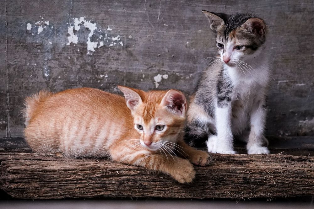 Photograph by Yustiawan