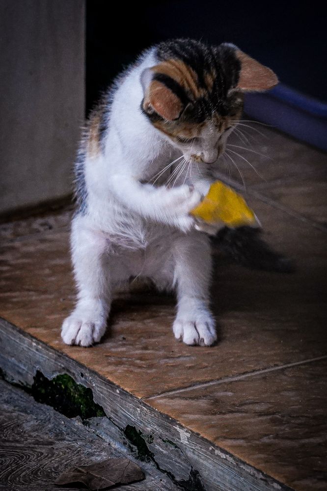 Photograph by Yustiawan