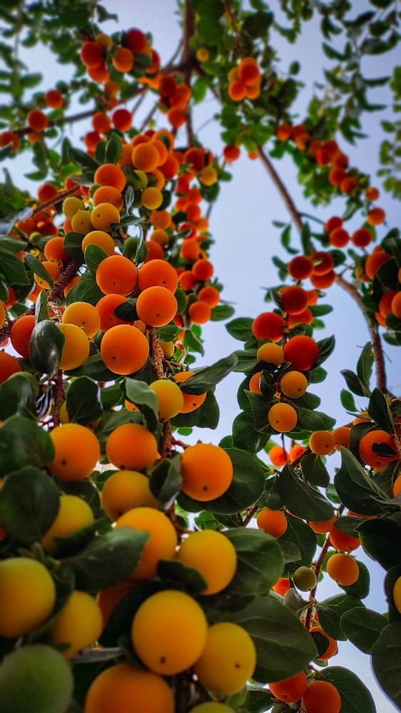 Photograph by Marcelo Espinosa