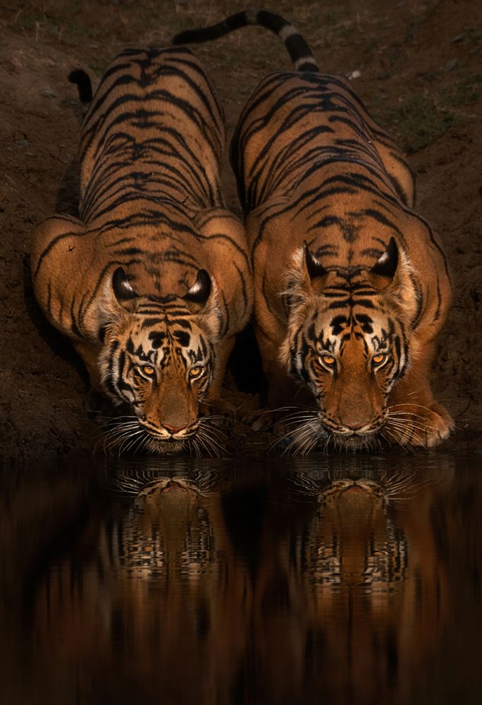 Twin Tiger