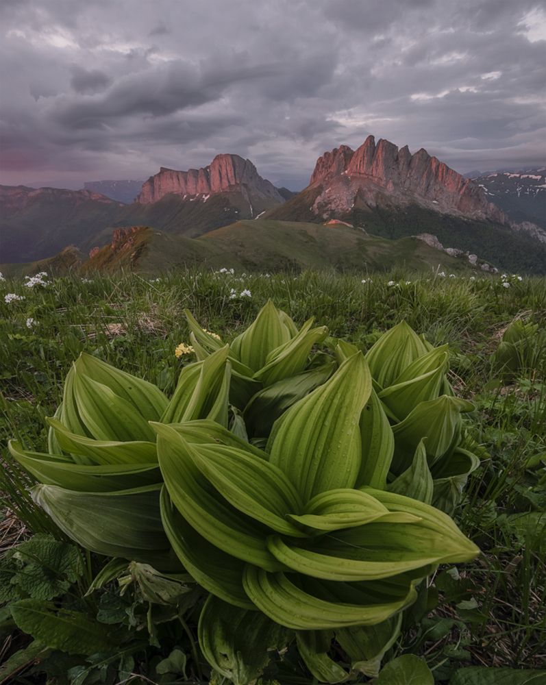Ачешбок в багровых тонах