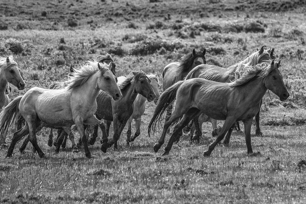 Photograph by Jose Antonio Novelle Cao