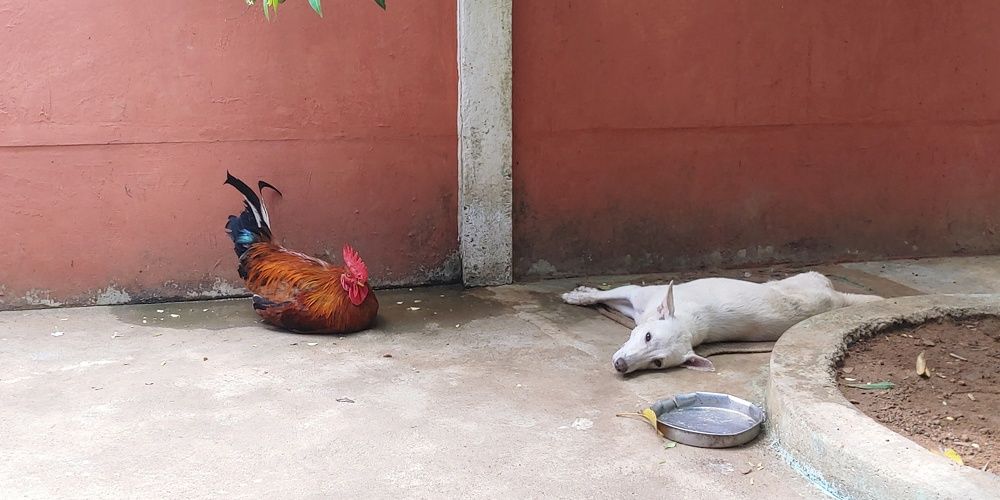 Photograph by Sujith Kumar