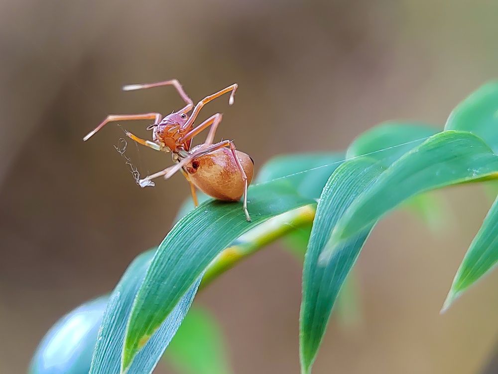 Ant-mimic Crab Spider ♀ Thomisidae - Amyciaea forticeps
