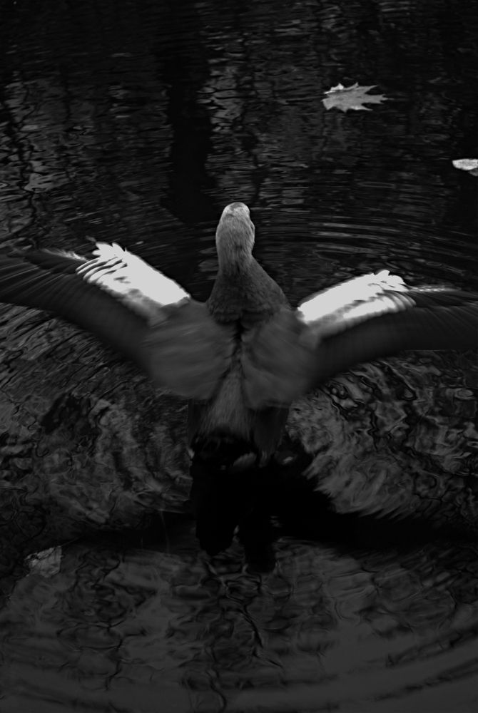 Photograph by Венера Раджабовна