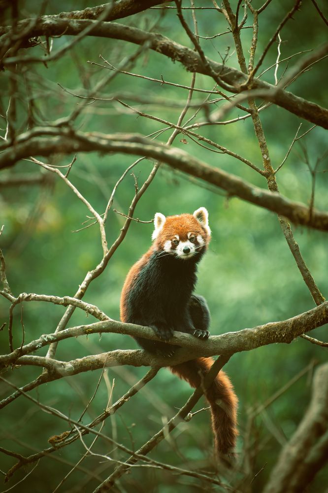 Photograph by Partha Chakraborty