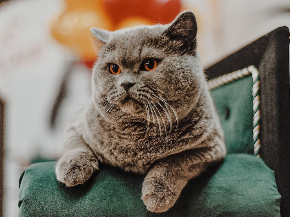 Photograph by Алеся Гокова