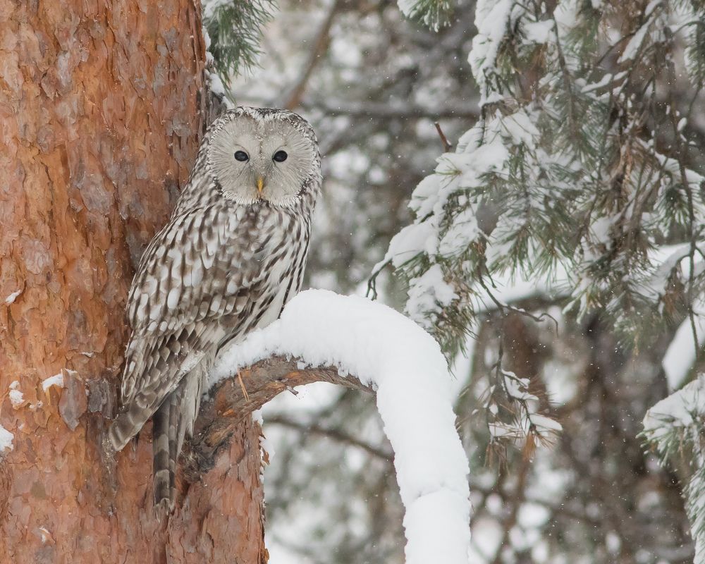 Длиннохвостая (Уральская) неясыть