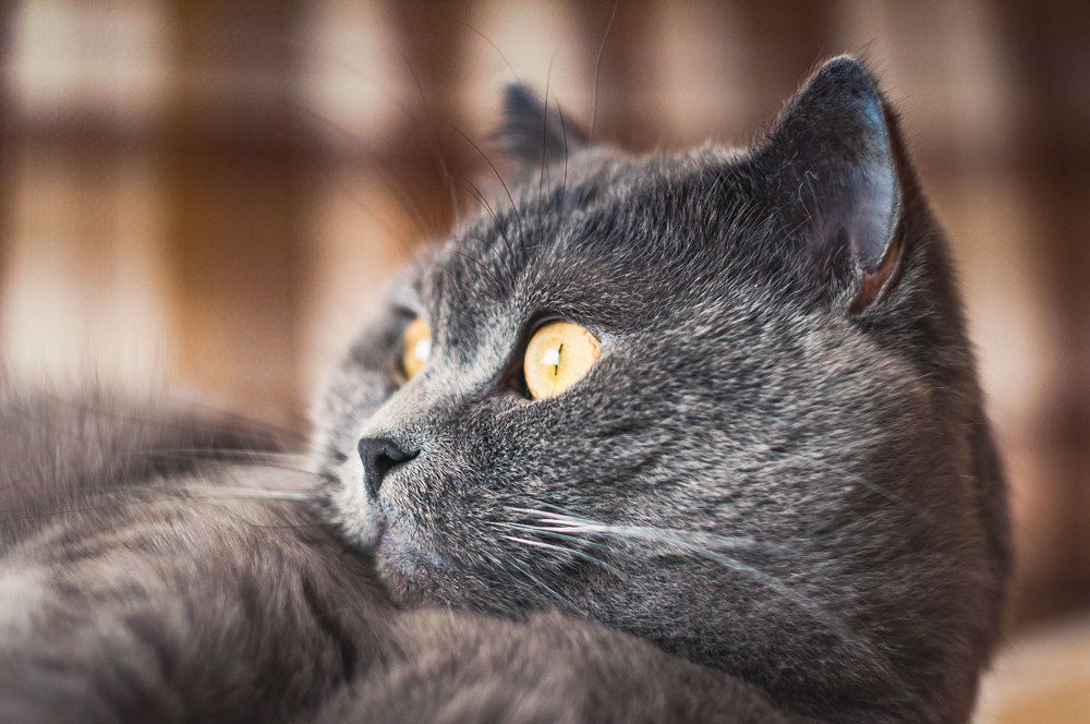 Photograph by Дмитрий Карасев