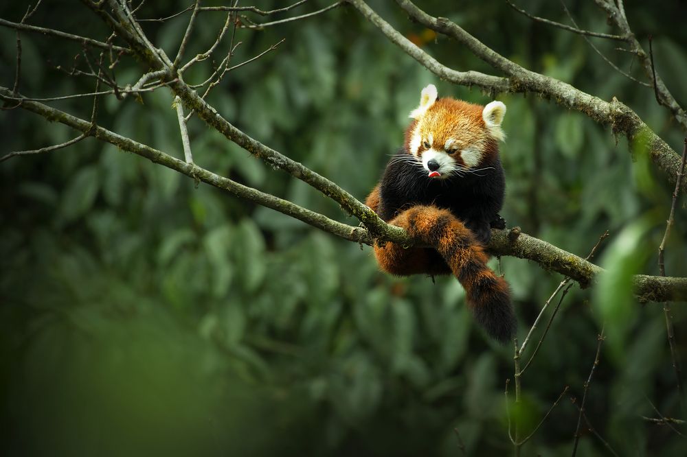 Photograph by Partha Chakraborty