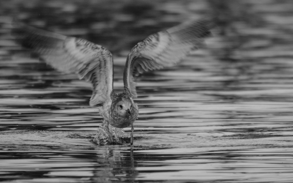 Photograph by Сергей Дишук