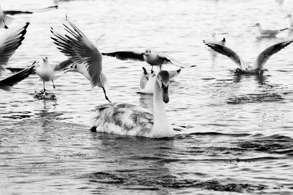 Photograph by Мария Мостипака