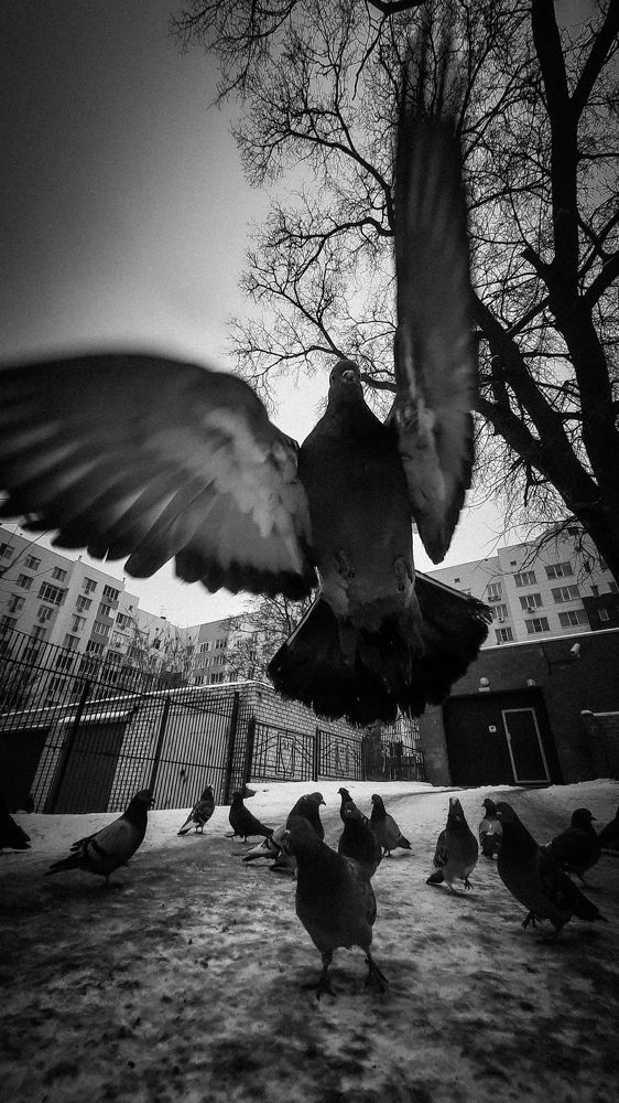 Photograph by Стариков Алексей (AlexOldmanPhoto)