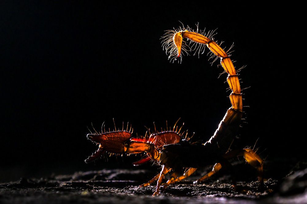 Photograph by Partha Chakraborty