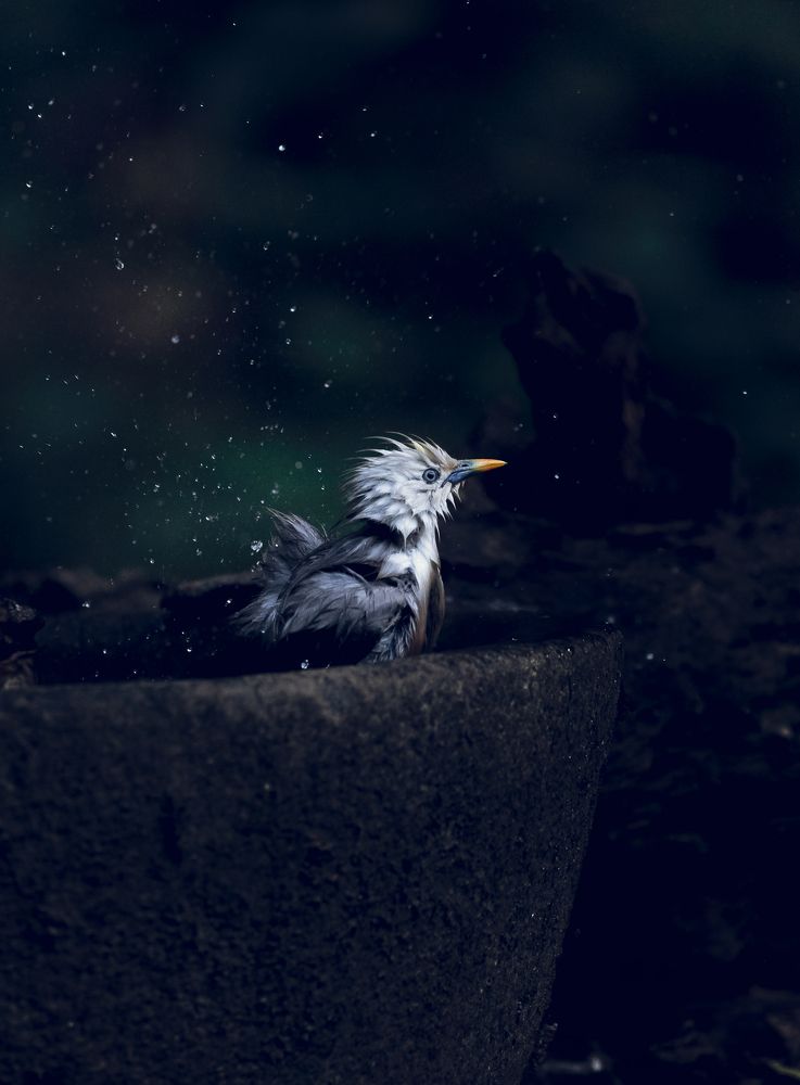 Photograph by Aravind Sanjayan