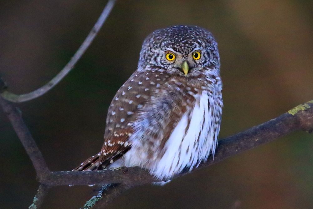 Photograph by Николай Кондаков