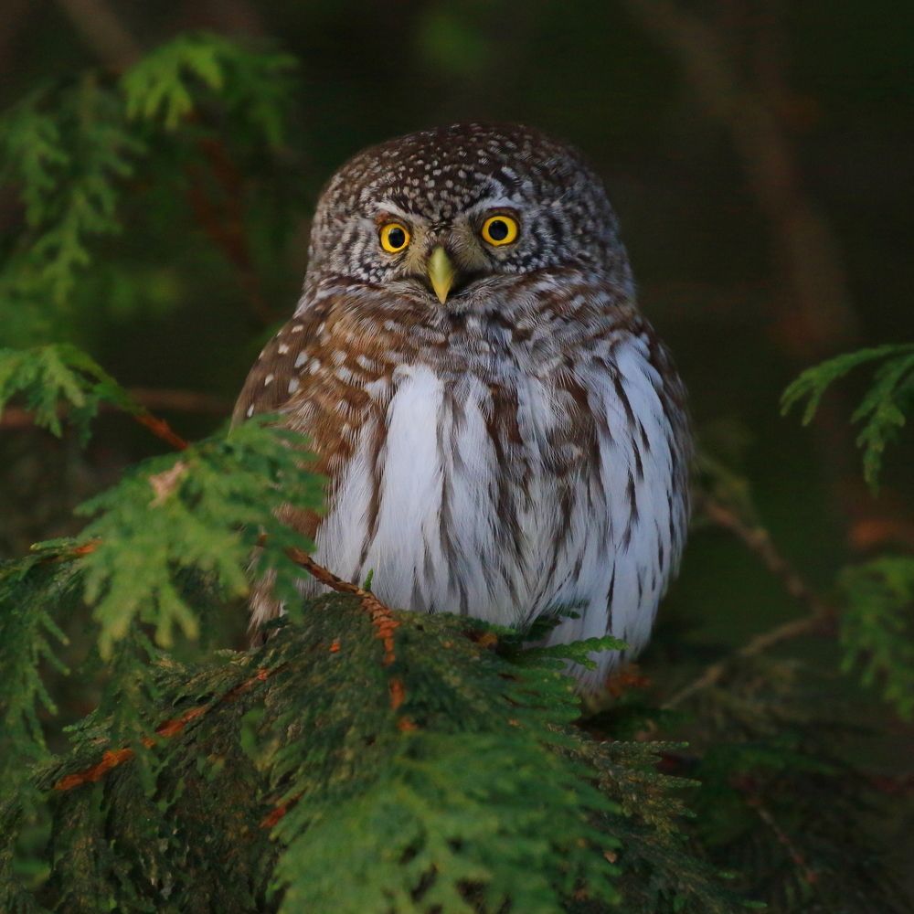 Photograph by Николай Кондаков