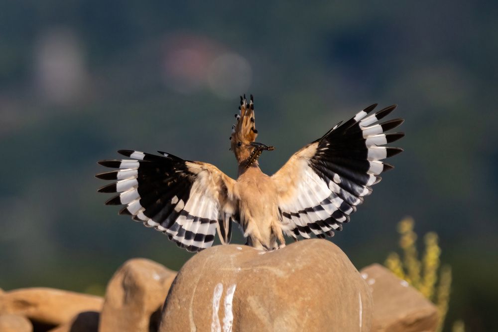 Photograph by Nikolay Stoyanov