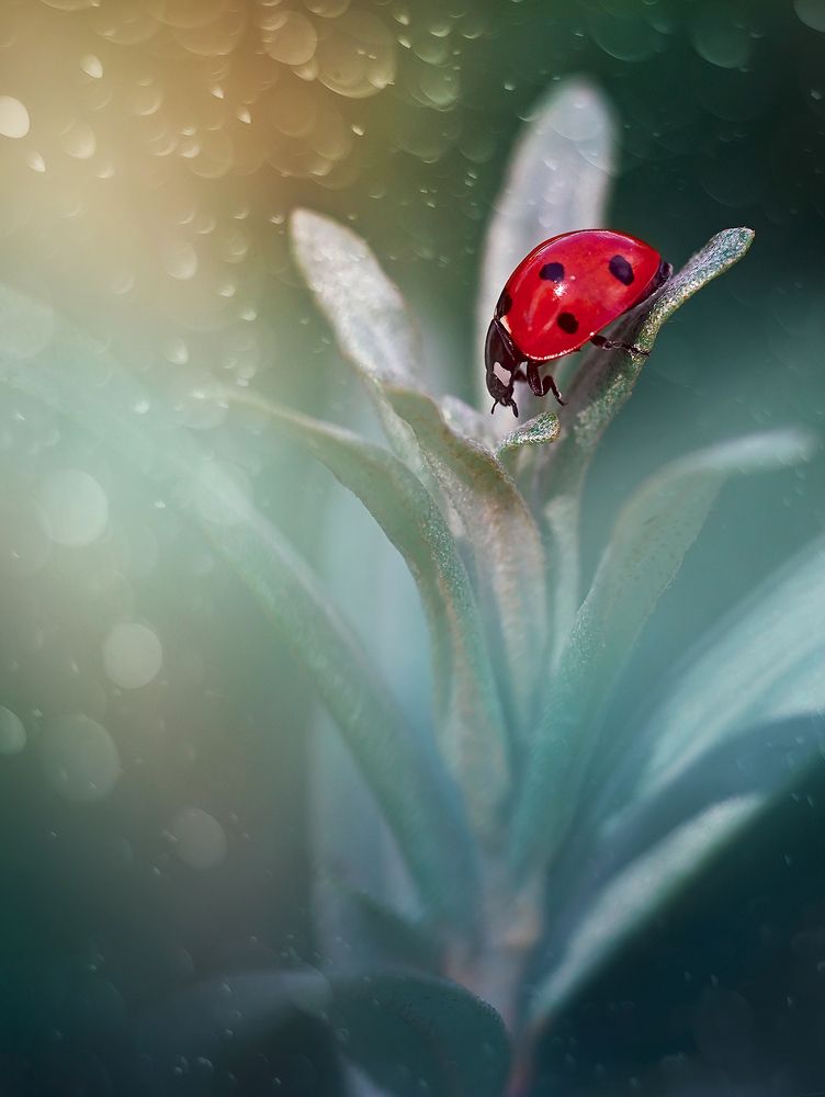 Photograph by Dana S.