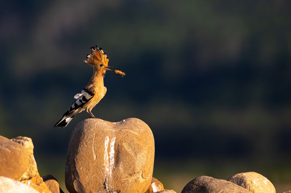 Photograph by Nikolay Stoyanov