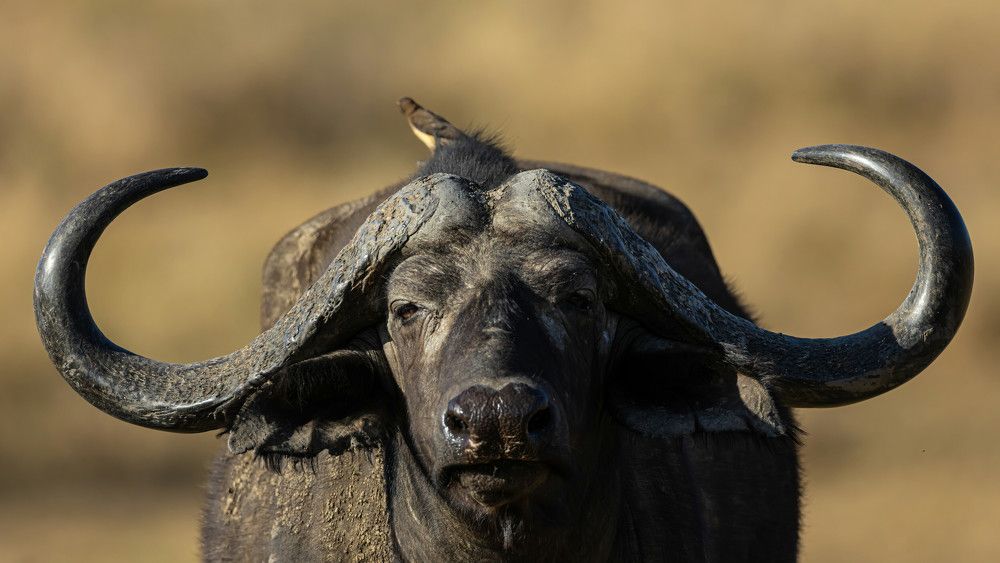 Photograph by Nikolay Stoyanov