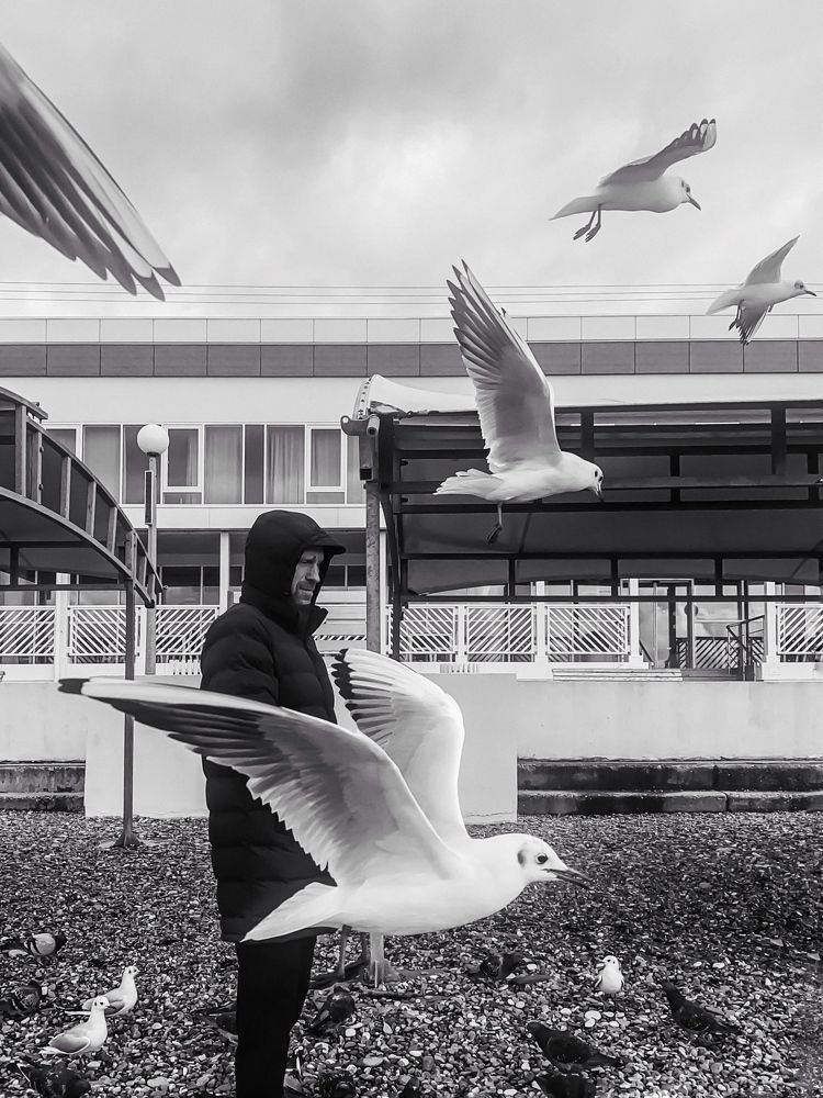 Чайки отчаянные