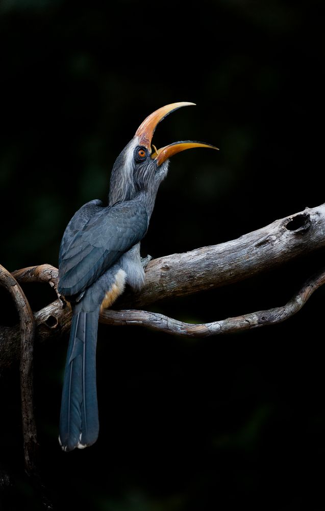 Photograph by Aravind Sanjayan