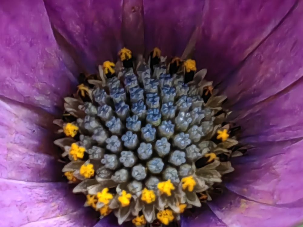 Photograph by Virginia Azocar