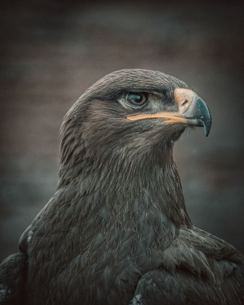 Photograph by Abdul Jabbar