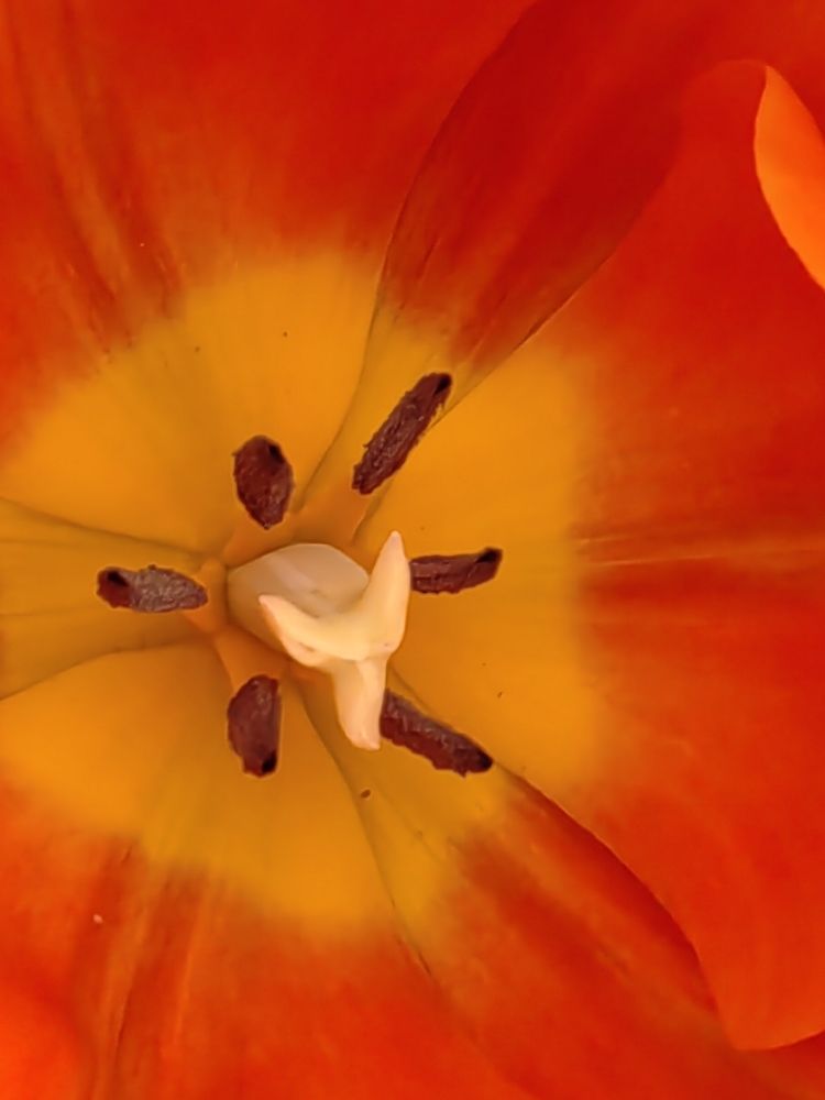 Photograph by Virginia Azocar