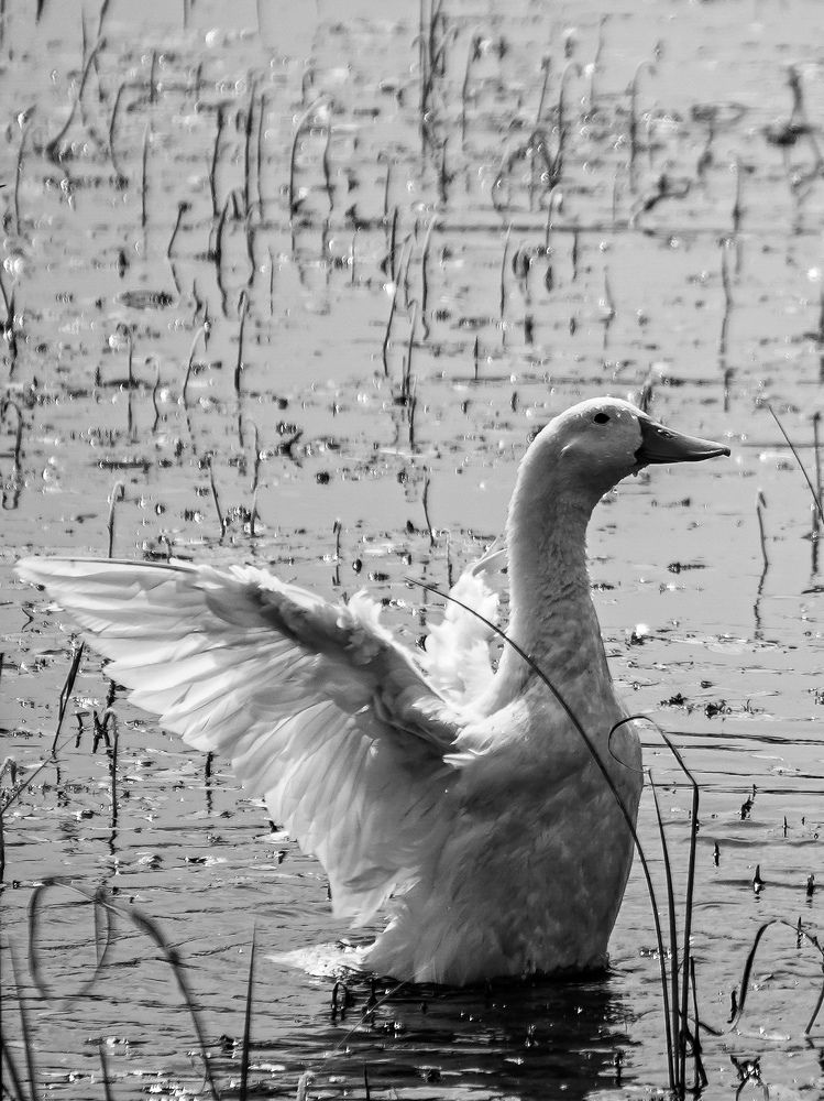 Photograph by Sathyasurya